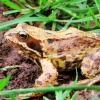 Frog Posing in West Bridgford, Nottinghamshire