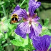 Busy Bee in West Bridgford, Nottinghamshire