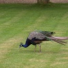 Tattershall Castle Peacock