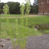 Wild Flower at Tattershall Castle