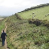 Lots of sheep at Croyde in Devon