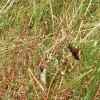 6 Spot Burnet Moth, Poolsbrook Country Park