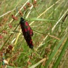 Six-Spot Burnet Moth, Poolsbrook Country Park, Staveley