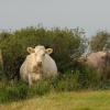 Cow's in a field near Blackgang.