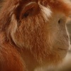 Langur