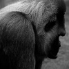 Joe thinking