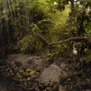 Wetlands walk