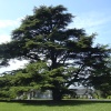 The big cedar at Brodsworth Hall, South Yorkshire
