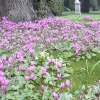 Cyclamen & Cowslips at Brodsworth Hall, South Yorkshire