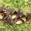 Ducklings in Lichfield, Staffordshire