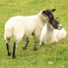 Sheep near Thorpe Cloud, Thorpe, Derbyshire