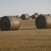 Straw bales under very early morning light in Codicote, Hertfordshire