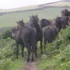 Ponies block the coast path above Lansallos Cove, Cornwall