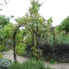 Wonderful Structure! RHS Garden Rosemoor, Great Torrington, Devon