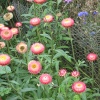 Strawflowers at RHS Garden Rosemoor, Great Torrington, Devon
