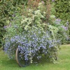 A wheelbarrow full! RHS Garden Rosemoor, Great Torrington, Devon