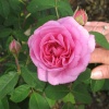 Beautiful Rose found at RHS Garden Rosemoor, Great Torrington, Devon
