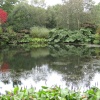 Garden Pond at RHS Garden Rosemoor, Great Torrington in Devon
