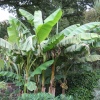 Banana trees, RHS Garden Rosemoor, Great Torrington, Devon