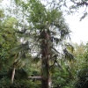 Palm tree at RHS Garden Rosemoor in Great Torrington, Devon