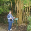 Bamboo at RHS Garden Rosemoor, Great Torrington, Devon