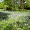 Bluebells (and pink and white) in Belton House grounds in Belton, Lincolnshire