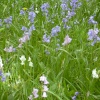 Bluebells (and pink and white) in Belton House grounds in Belton, Lincolnshire