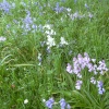 Bluebells (and pink and white) in Belton House grounds in Belton, Lincolnshire