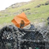 Robin at Boscastle, Cornwall