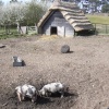 The pig sty, West Stow Country Park, West Stow, Suffolk
