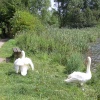Carr Vale Nature Reserve, Derbyshire