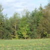 New Lount Nature Reserve, Lount, Leicestershire