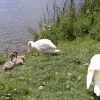 Carr Vale Nature Reserve, Derbyshire