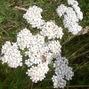 Carr Vale Nature Reserve, Derbyshire