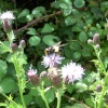 Carr Vale Nature Reserve, Derbyshire