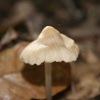 Fungi at Oulton, Suffolk