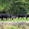 Water Buffalo in the Peak District