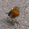 Cheeky Robins