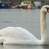 Swan passing by at Keyhaven, Hampshire