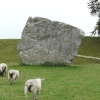 A Stone at Avebury, and ever present sheep.