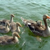 Fritton Lake Country Park, Gorleston-on-Sea, Norfolk