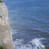 Bempton Cliffs, East Riding of Yorkshire