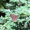 Speckled Wood Butterfly in the woods, Oxburgh Hall, Norfolk