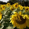 Sunflowers at Elsfield, near Oxford, Oxfordshire