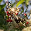 Autumn colours, Elsfield near Oxford, Oxfordshire