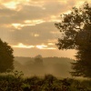 Morning Glory, Bradgate Park, Leicestershire