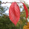 Autumn at Exbury Gardens, Hampshire