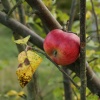 Lone apple, Calvert Jubilee Nature Reserve, Buckinghamshire