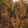 Reeds, Calvert Jubilee Nature Reserve, Buckinghamshire