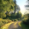 Autumn Afternoon On Cannock Chase, Staffordshire